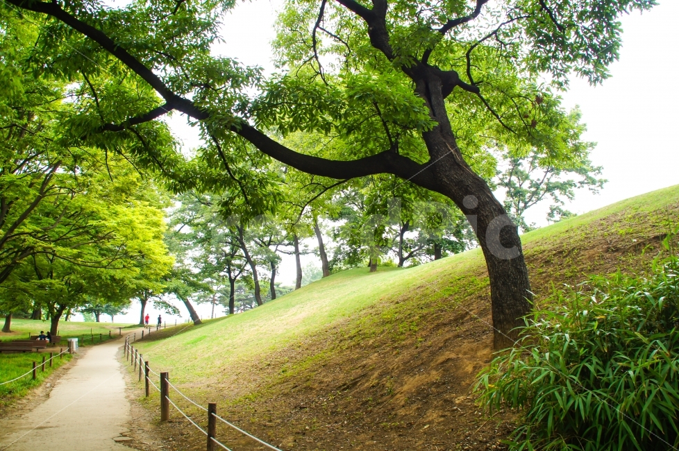 공원,잔디,숲,나무,산책,산책로,올림픽공원,풀숲,숲길,숲속,풀,길,나른함,싱그러움,푸름,밝음,맑음,쾌청,행복,청아,상쾌,식물,자연,plants,nature,나무,trees,wood