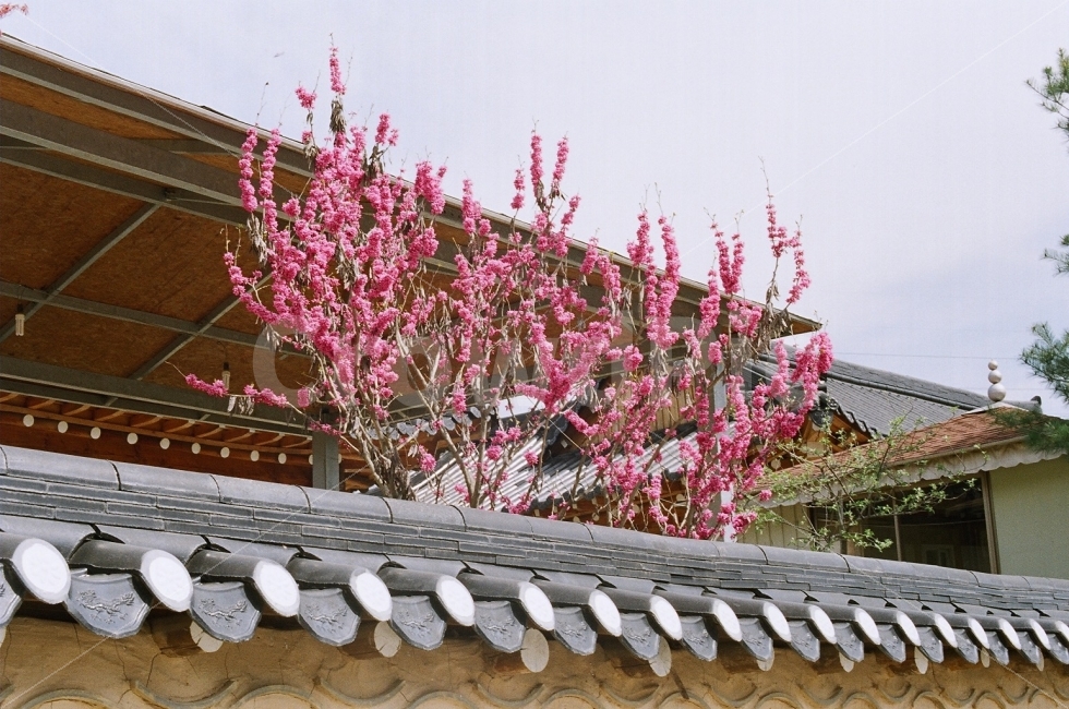 시골,한국,한옥,기와,꽃,나무,봄,분홍,자연,풍경,식물,봄,계절,spring,season,식물,자연,plants,nature,꽃,flower,한국전통,한국문화,korean traditional,korean culture,plant,roof,지붕
