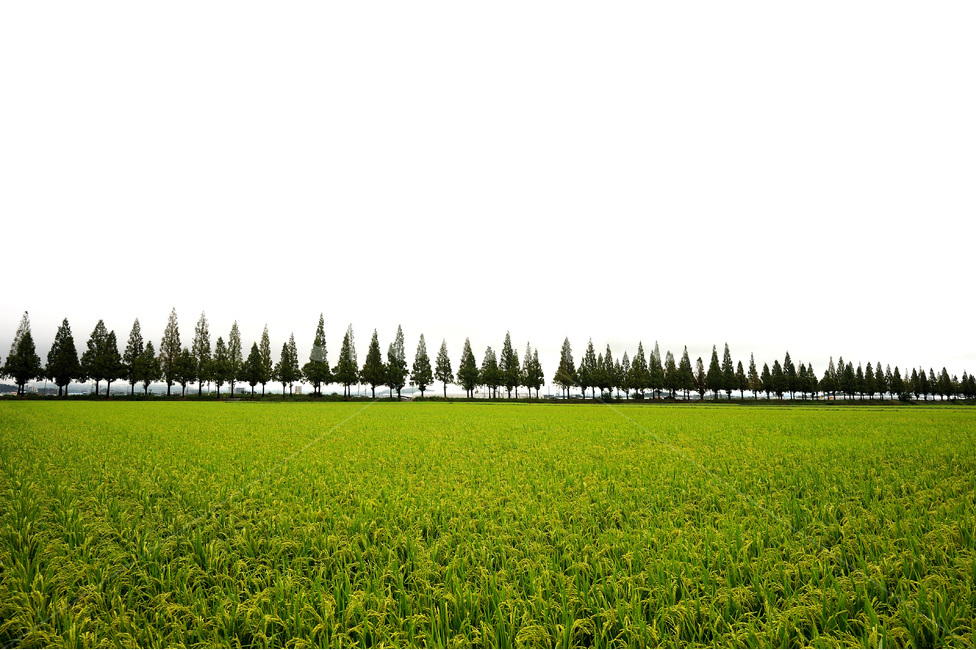 플라타너스,진영,나무,벼,여름,여름,계절,summer,season,자연,풍경,nature,landscape,field,들,grassland,목초지,outdoors,옥외
