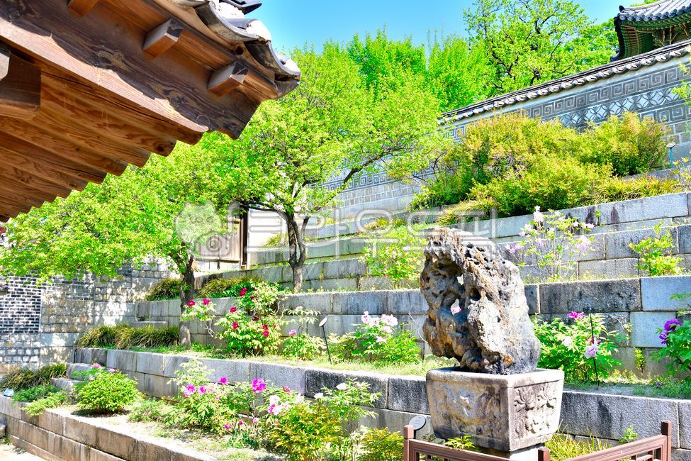 창덕궁,낙선재,후원,화계,봄,모란,개화,만개,소생