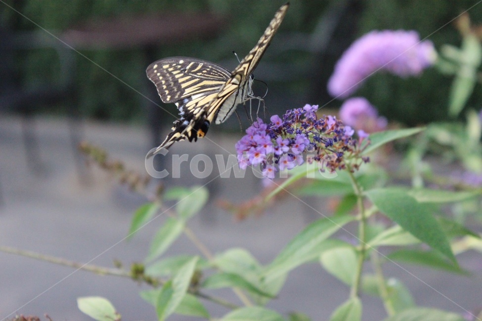 호랑나비,꽃,나비,곤충,식물,접사,식물,자연,plants,nature,꽃,flower,동물,animal,곤충,벌레,insect,bug