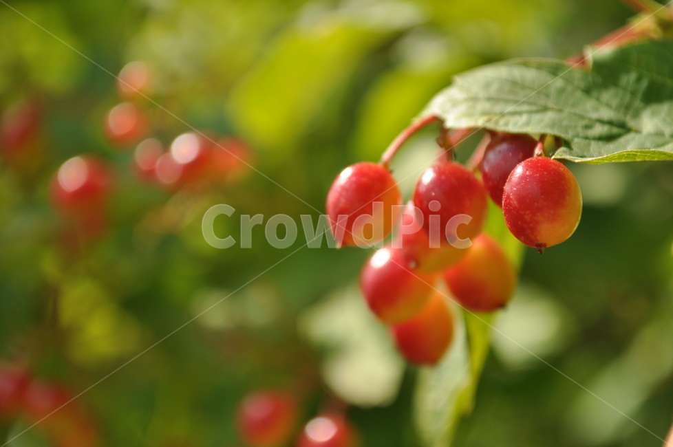 식물,과일,fruit,plant,nature,자연,과일,열매,fruit