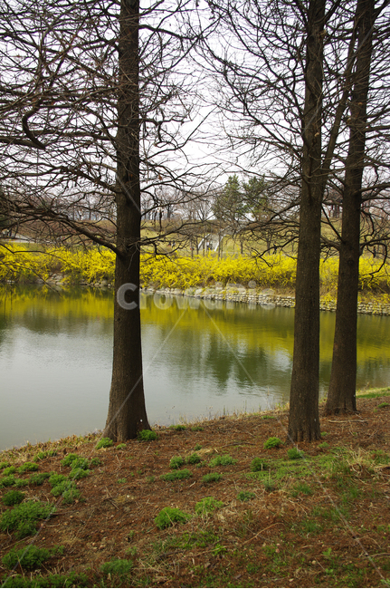 나무,공원,식물,plant,봄,spring,계절,호수,봄,계절,spring,season,자연,풍경,nature,landscape,tree,tree trunk,나무 줄기
