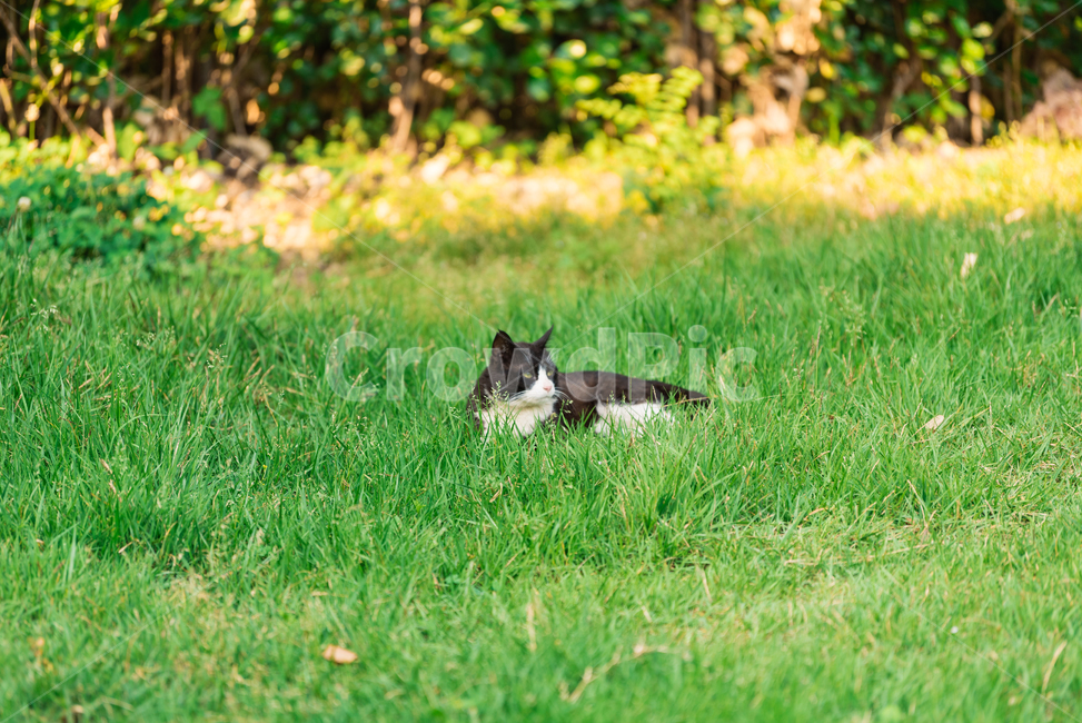 고양이,캣,냥냥이,길고양이,삼색이,치즈냥,냥,cat,동물,동물,animal,포유류,mammal,고양이,cat,kitten,kitty