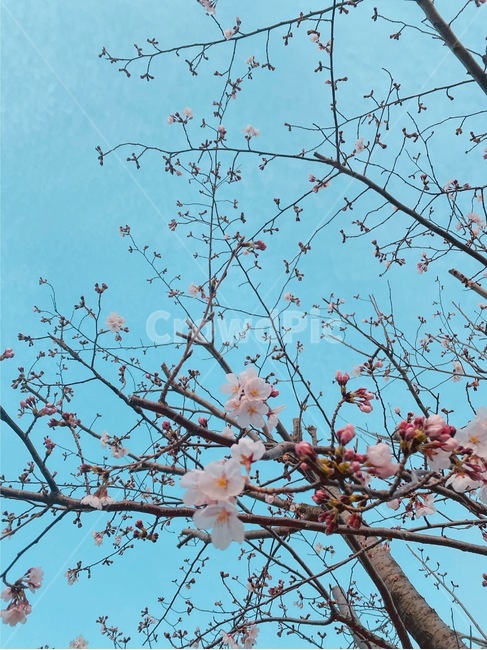벚꽃,봄꽃,식물,plant,꽃놀이