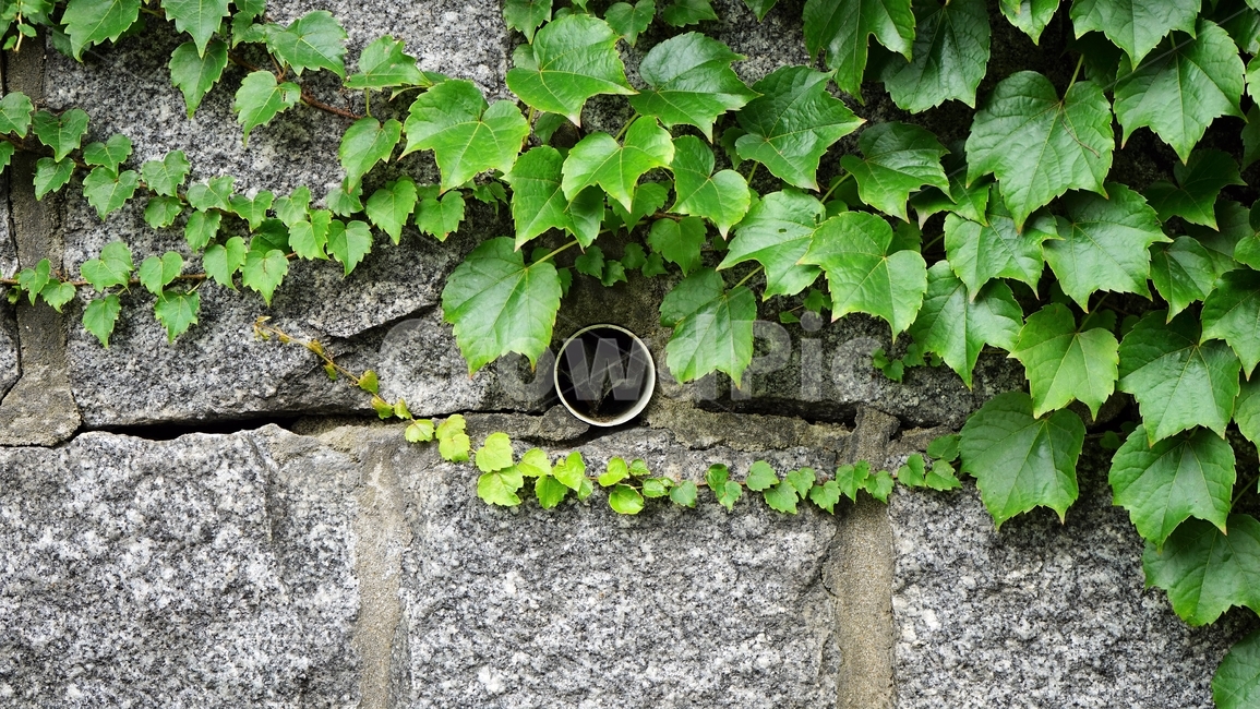 화강암,담쟁이,석축,식물,잎,ivy,green,leaves,배수구멍