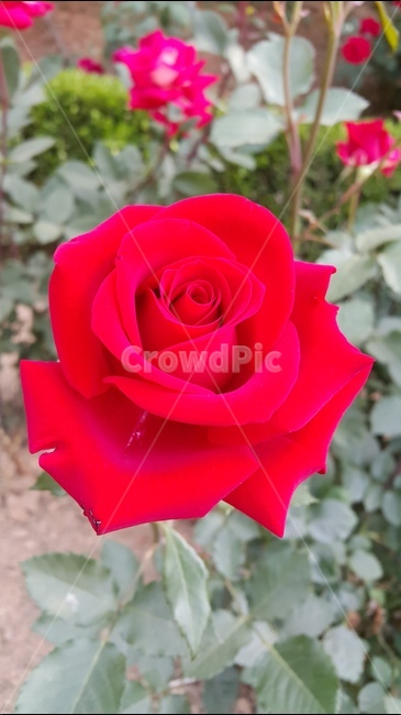 붉은장미,빨간장미,장미축제,꽃향기,장미공원,식물,자연,plants,nature,꽃,flower