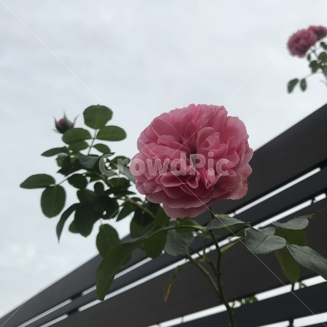 plant,식물,blossom,꽃,flower,식물,자연,plants,nature,꽃,flower
