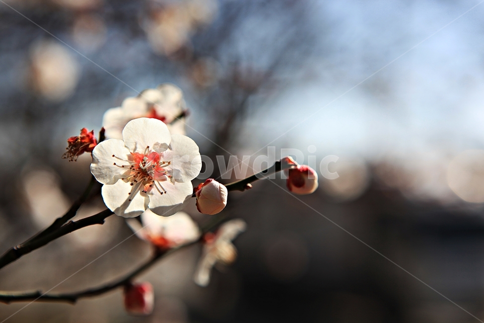 매화꽃,매화,꽃,매화나무,자연,배경,봄,계절,spring,season,식물,자연,plants,nature,꽃,flower,plant