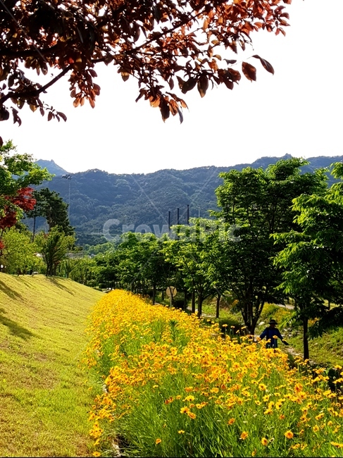 금계국,봄,풍경,노랑,파랑하늘,햇빛,봄,계절,spring,season,식물,자연,plants,nature,꽃,flower,나무,trees,wood,outdoors,옥외,grassland,목초지,field,들