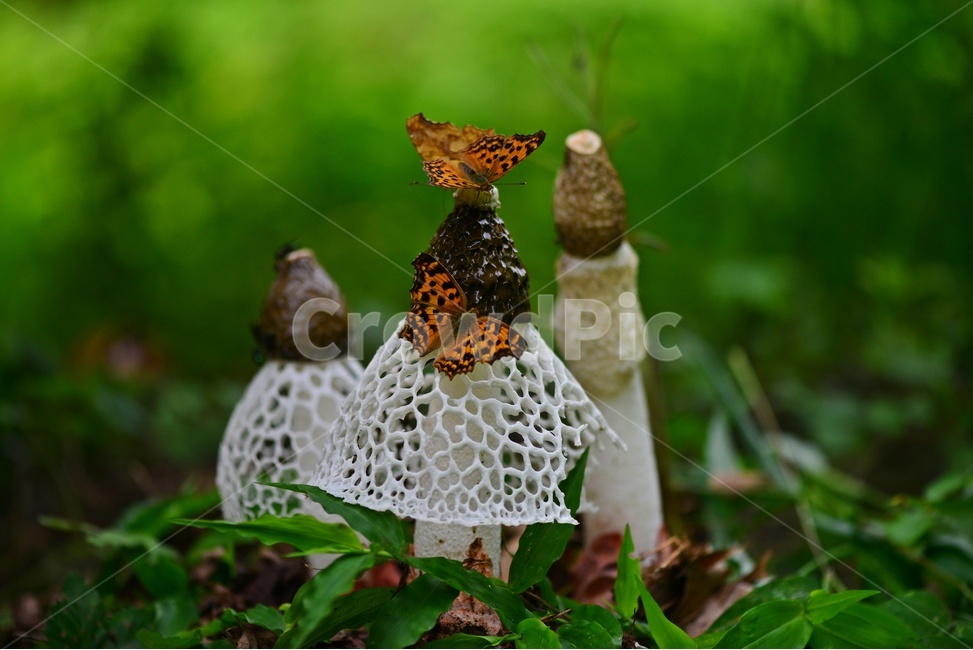 죽림정사버섯,망태버섯,하얀망태버섯,나비,식물,버섯,mushroom,곤충,벌레,insect,bug