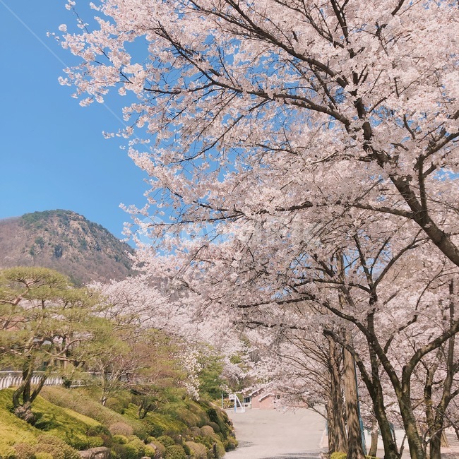 분홍,나무,하늘,봄,벚꽃