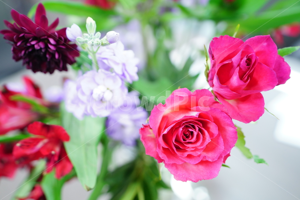 플라워,꽃,flower,핑크,레드,색감,컬러,칼라,color,식물,생명,색,감성,꽃,flower,실내용화초,화분,화초,house plant