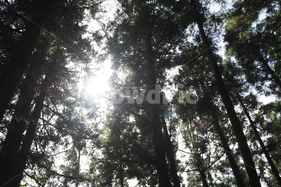 제주,제주도,사려니숲길,나무,햇빛,자연,풍경,jeju,wood,forest,sky,nature,landsacpe,sunshine