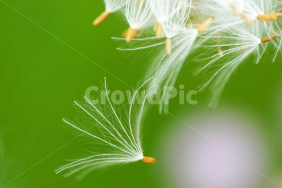 엉겅퀴,야생화,들풀,풀,봄꽃,식물,자연,plants,nature,꽃,flower