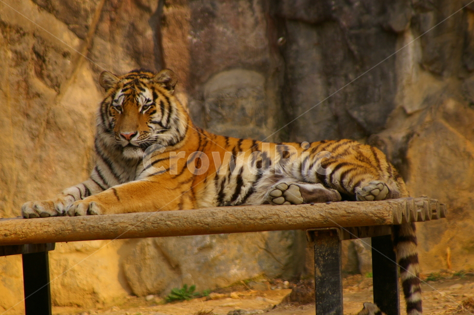 포유류,포식동물,동물,야생동물,tiger,호랑이,동물,animal,포유류,mammal