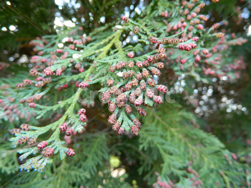 tree,나무,plant,식물,conifer