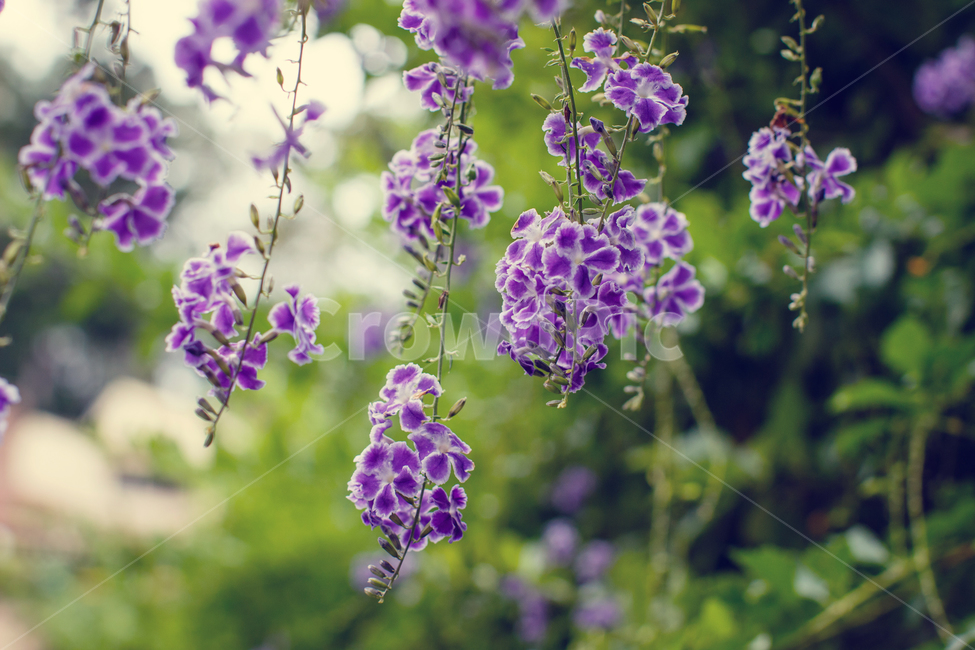 꽃,정원,꽃밭,나무,풀,flower,garden,tree,grass,감성사진
