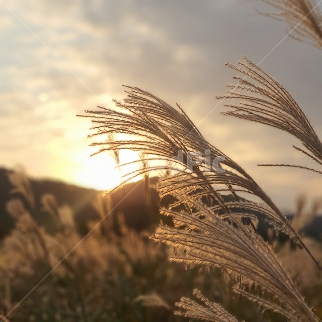 가을,autumn,fall,석양,노을,sunset,따뜻함,warm,갈대,억새,reed,태양,해,sun,plant,식물,바람,wind,가을,계절,fall,autumn,season,식물,자연,plants,nature,grass,잔디,lawn