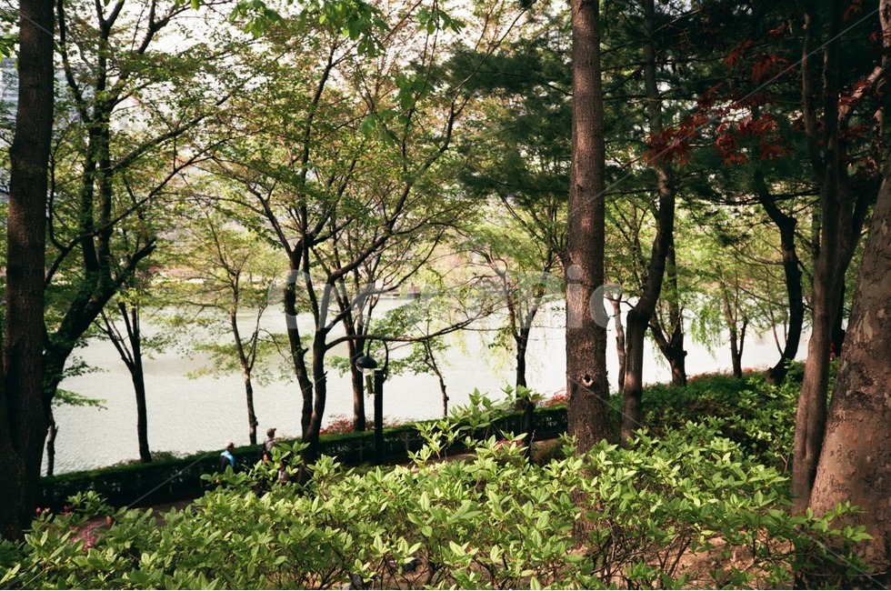 호수,나무,식물,자연,나무줄기,tree,plant,필름카메라,감성