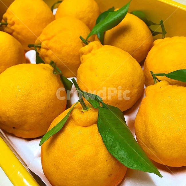 오렌지,orange,과일,fruits,싱그러움,열매,노랑,노란색,맛있는,상큼함