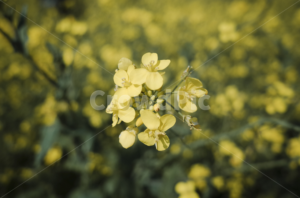 유채꽃,유채,yellow,plant,식물,flower,꽃,봄,봄꽃,노란꽃,green,노란,초록