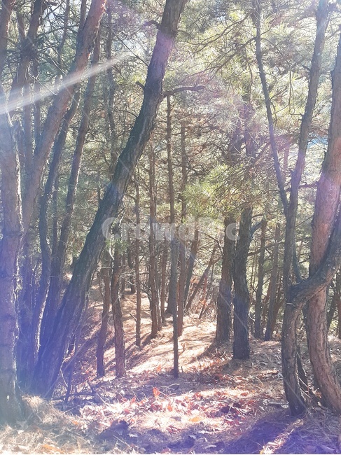 나무,자연,산,산길,오솔길,햇빛