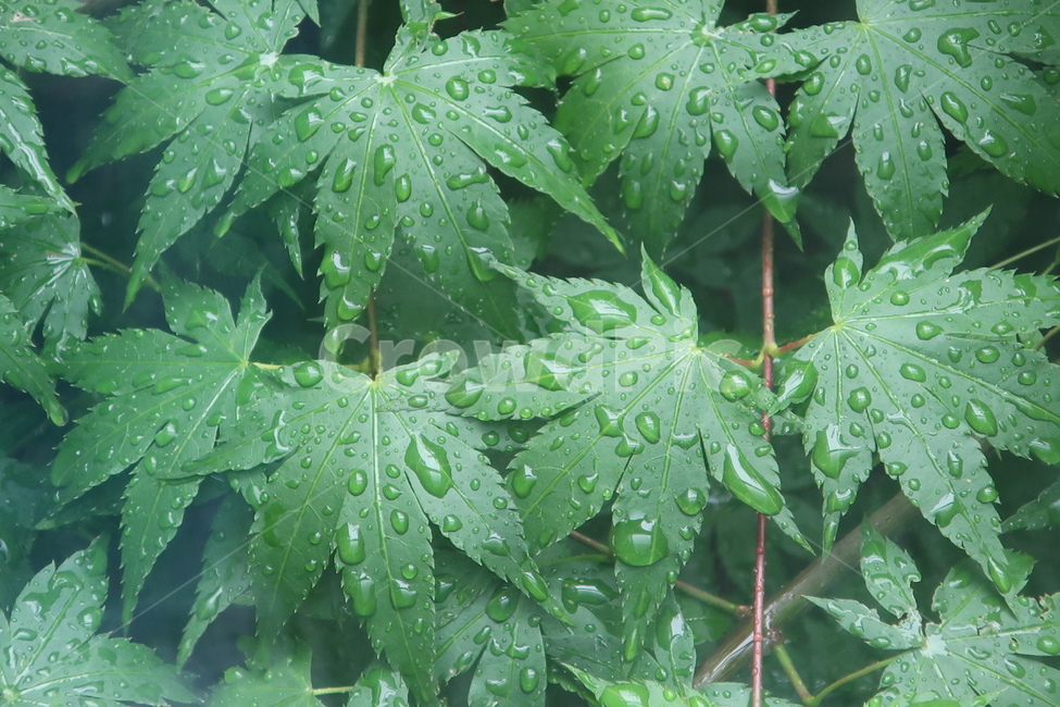 여름,비,초록,단풍,단풍잎,계절,빗물,빗방울,장마,일기,예보,식물,자연,plants,nature,비,비오는날,rain,rainy