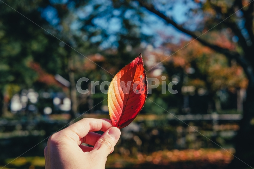 가을,단풍,일본,교토,스냅,가을,계절,fall,autumn,season,식물,자연,plants,nature,사람,인물,인간,human,person,신체일부,몸,body,감성,sensible,feeling,leaf,잎,plant