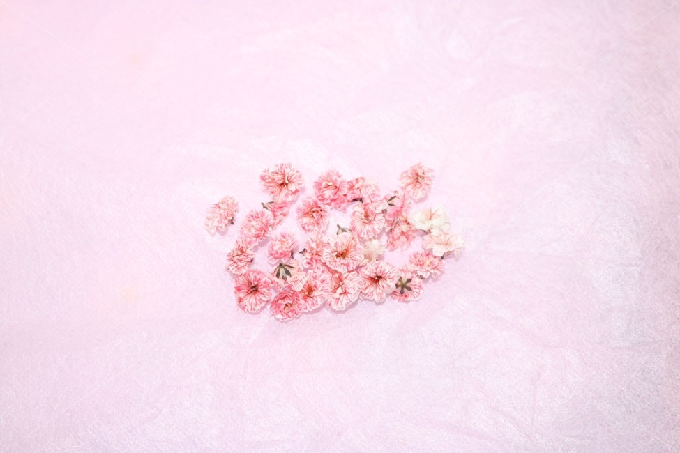 꽃,생화,분홍,분홍색,flower,pink,꽃,flower