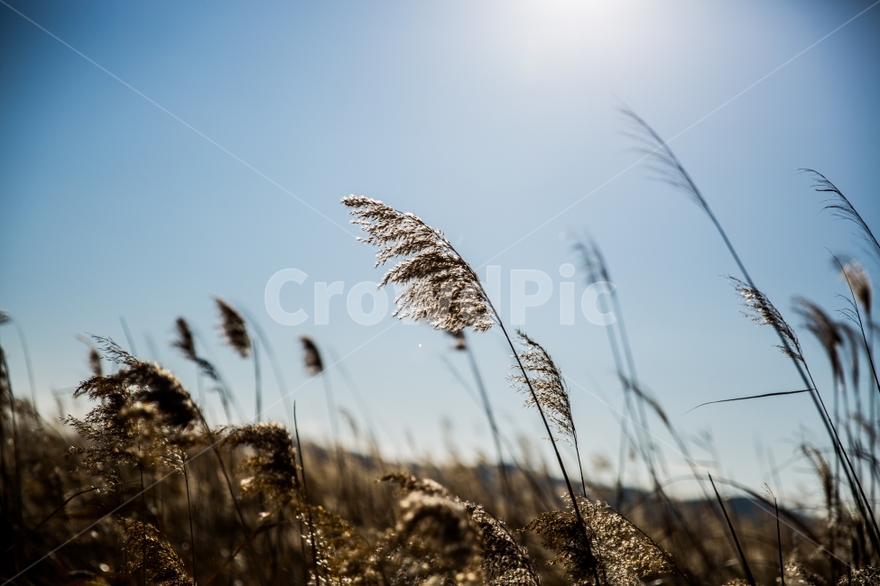 갈대,겨울,햇빛,감성,갈대밭,식물,가을,가을,계절,fall,autumn,season,식물,자연,plants,nature,감성,sensible,feeling,grass,잔디,plant,lawn