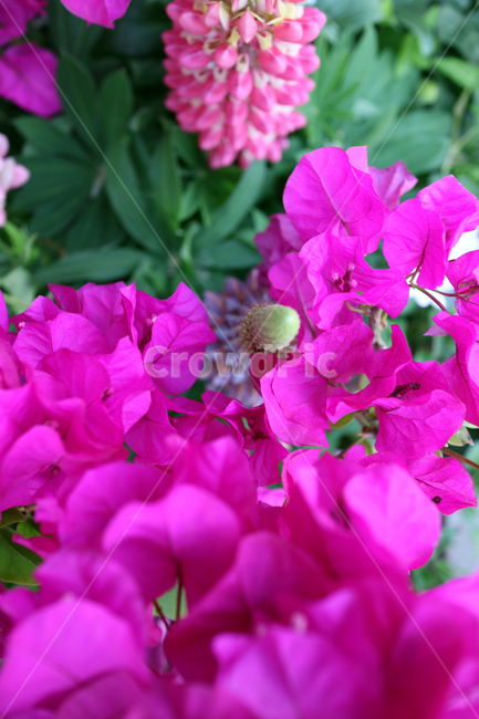 꽃,flowers,봄,식물,계절,정원,꽃밭,컬러풀,클로즈업,자연,꽃잎,가드닝,텃밭,아름다움,뷰티,백그라운드,배경,배경이미지,분홍,분홍꽃,핑크,식물,자연,plants,nature,꽃,flower