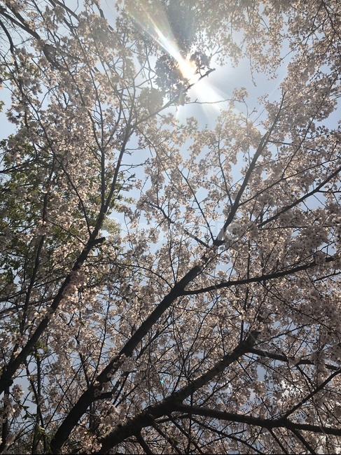 벚꽃,벚꽃나무,나무,하늘,봄