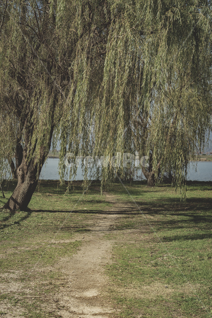 부산,공원,나무,풍경,느티나무,자연,강,낙동강,busan,park,tree,wood,view,landscape,nature,river,beautiful,자연,풍경,nature,landscape,plant,식물