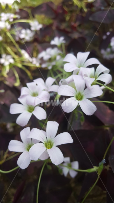 blossom,꽃,식물,flower,자연,식물,자연,plants,nature,꽃,flower