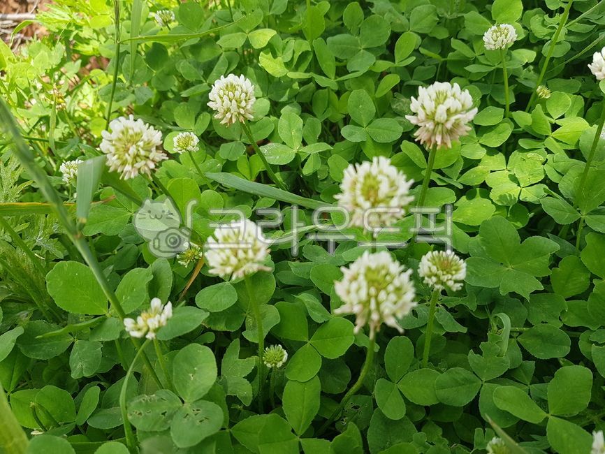 plant, 식물, 크로바, clover, 꽃, 사진,이미지,일러스트,캘리그라피 - 산딸작가 크라우드픽 - 저작권 걱정 없는 상업용 이미지