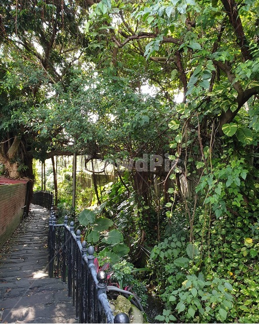 정원,garden,나무,길,자연,식물,자연,plants,nature,나무,trees,wood