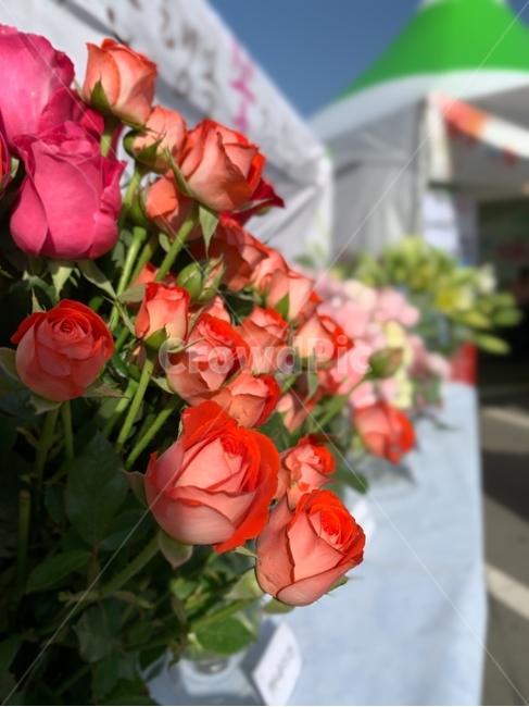 꽃,식물,플라워,장미,flower,blossom,rose
