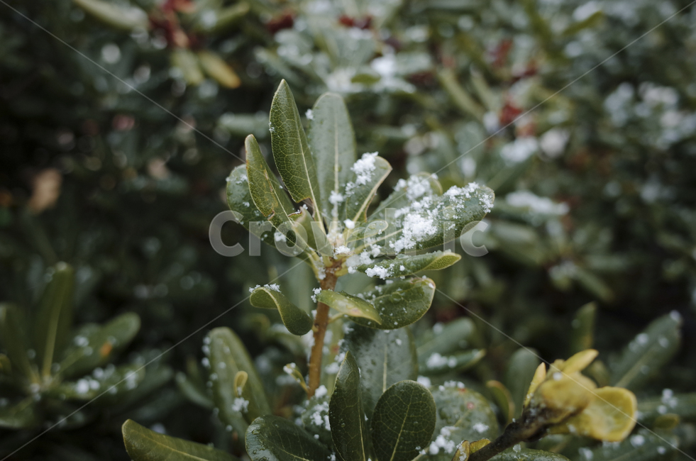 식물,plant,leaf,잎,green,초록,녹색,snow,눈,눈쌓인나무,눈쌓인나뭇잎,눈내린나무,눈내린나뭇잎,겨울,winter