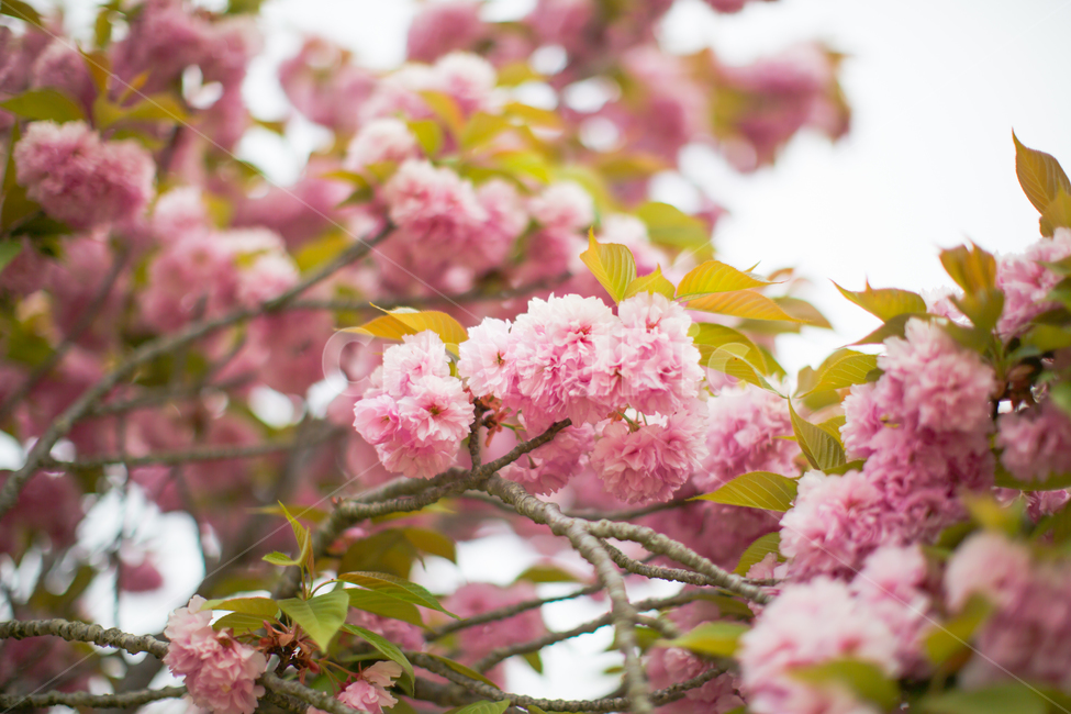 봄,벚꽃,겹벚꽃,분홍색,꽃,플라워,분홍분홍,꽃나무,꽃놀이,flower,doublecherryblossoms,cherryblossoms