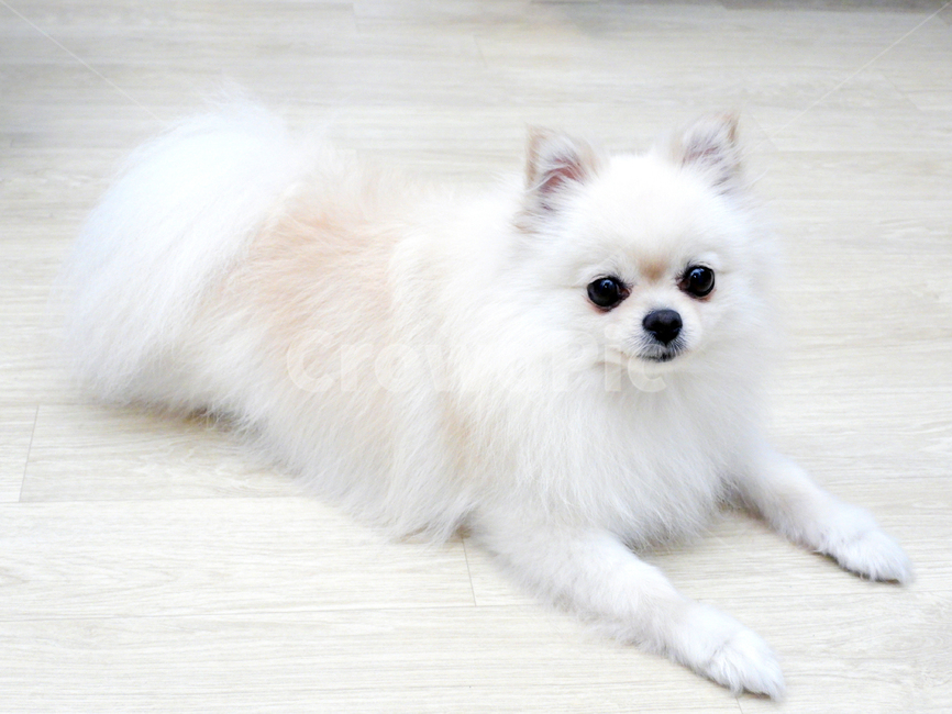 애완견,포메라니언,강아지,크림색,반려,반려동물,동물,동물,animal,포유류,mammal,개,강아지,dog,doggy