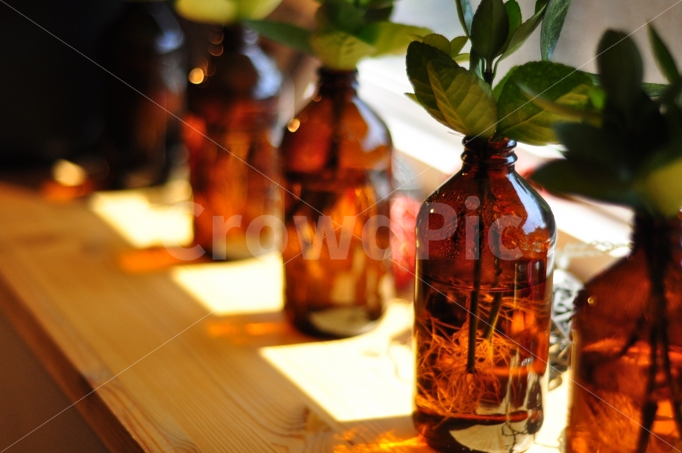 Water bottle,tree,interior,sunlight,waterbottle,cafe,leaves,plants,wooden,plant,window,decoration,Handrail