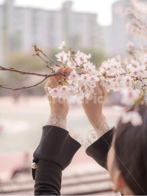 벚꽃,봄,벚꽃축제,힐링,flower,핑크,감성,healing,spring,feeling,sensible,색감,여자,손,여자손,woman,hand,봄,계절,spring,season,사람,인물,인간,human,person,여성,여자,woman,female,lady,감성,sensible,feeling,plant,식물