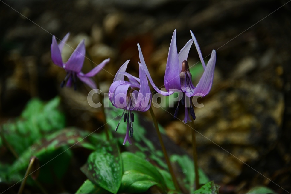 plant,식물,blossom,flower,꽃,얼레지,얼레지꽃,보라색,보라색꽃,봄꽃,봄,계절,식물,자연,plants,nature,꽃,flower