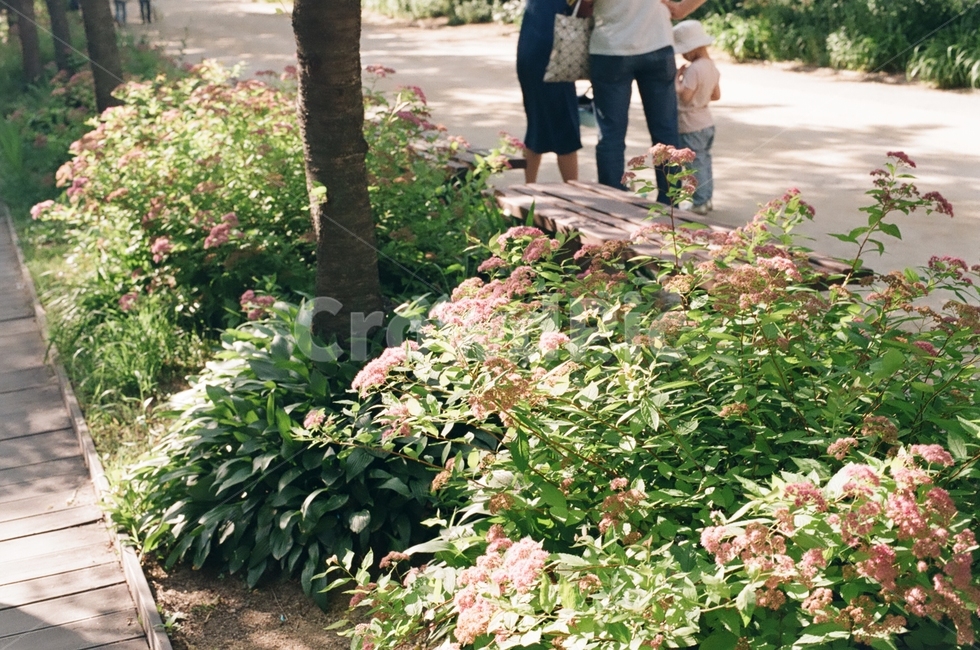 봄,나들이,가족,햇살,따뜻한,어린아이,평화로운,오후,꽃,식물,자연,plants,nature,꽃,flower,사람들,대중,군중,other people,crowd,가족,패밀리,family,감성,sensible,feeling