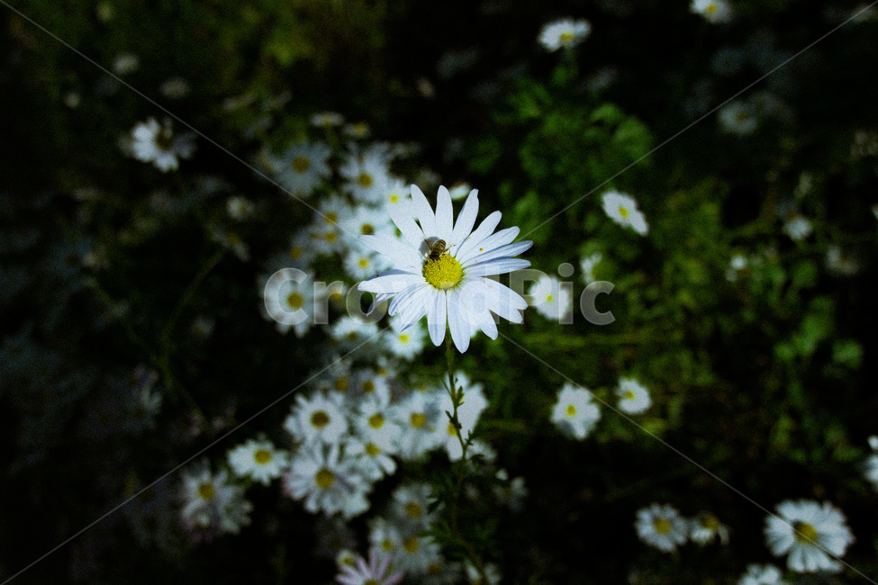 들꽃,빛,봄,벌,힐링,plant,식물,blossom,daisies,flower,꽃,daisy,데이지