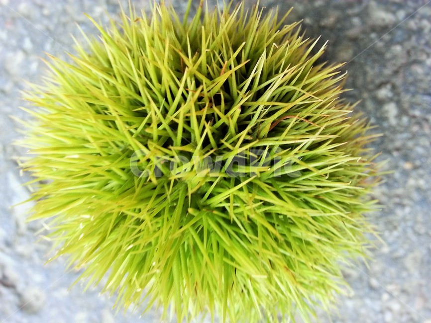 밤,열매,식물,밤가시,chestnut,과일,열매,fruit