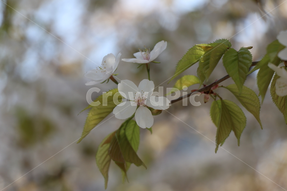 꽃,봄,벗꽃,4월,봄꽃,봄,계절,spring,season,plant,식물