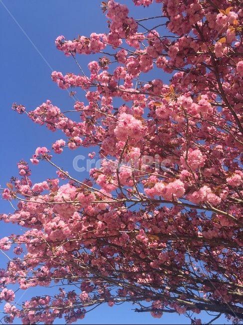 봄,왕벚꽃나무,꽃만개,푸른하늘,수북한,식물,자연,plants,nature,꽃,flower