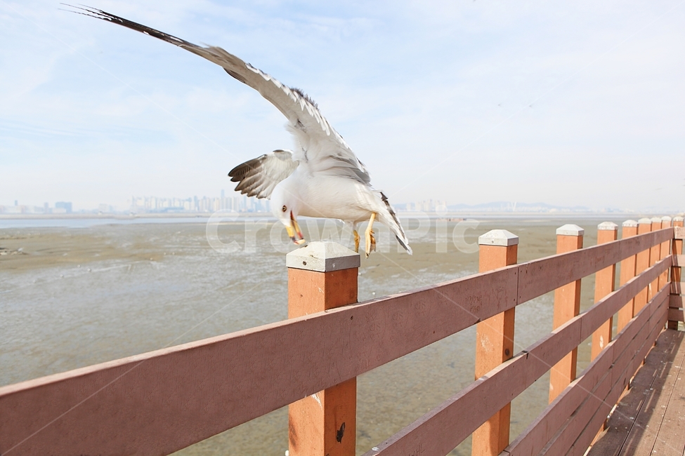 갈매기,새,조류,풍경,배경,자연,하늘,동물,animal,조류,새,birds